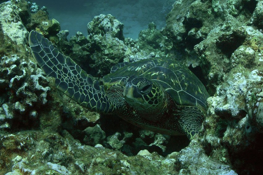 Sea Turtle at Honolua Bay